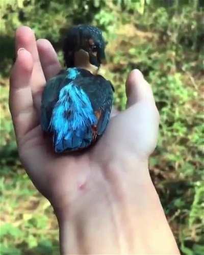 🔥 Kingfisher turning its Head