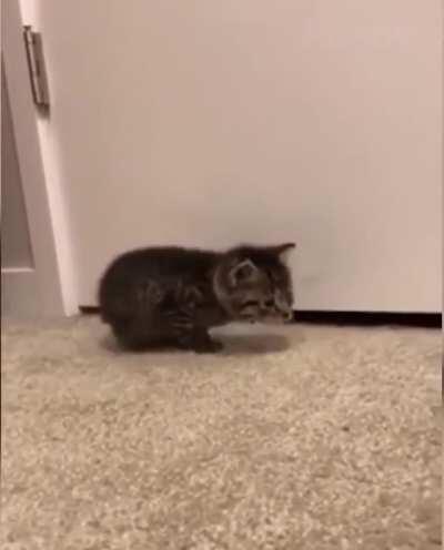 fierce and tiny warrior kitten