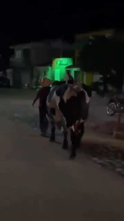 A Bull in Brazil taking his drunk owner Home