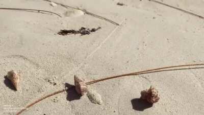 I believe this is the title of the sub