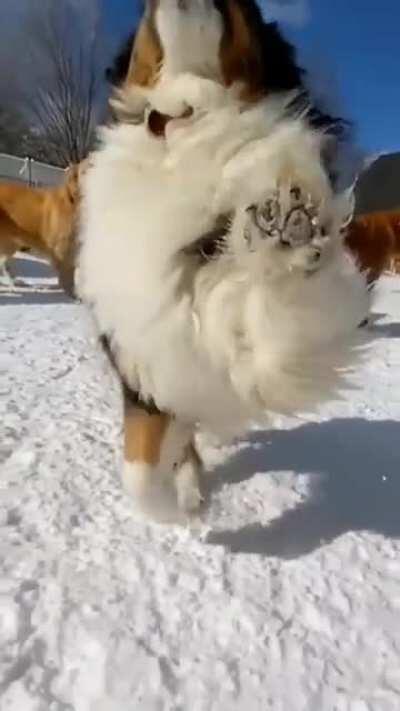 It is an absolute gift to be greeted by Happy Paws