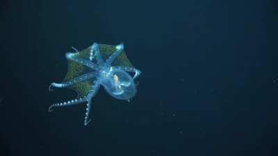 The glass octopus (Vitreledonella richardi) is a very rarely seen cephalopod found in tropical and subtropical waters around the world. The species gets its name from its nearly-transparent body—you can see straight through to the optic nerve, eyes and di