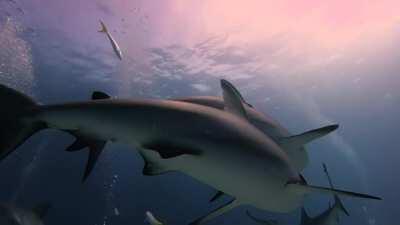 Shark Diving with Stuart's Cove - just awesome.