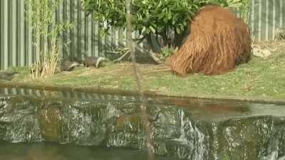 Orangutan Canes Otters