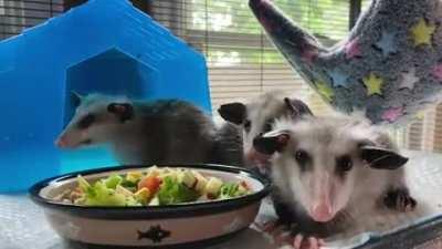 Baby Opossums being good and eating their veggies at MoonShine Wildlife Rehab in Texas. (Volume up!)