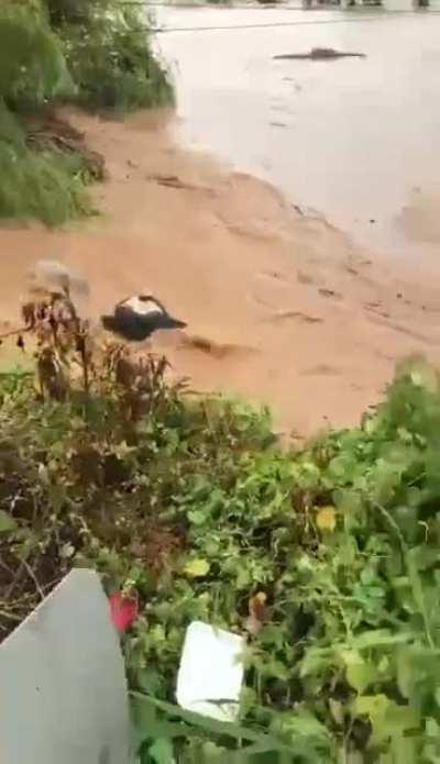 Floods in Kelantan taking the cows