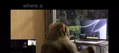 Elon Musk demonstrates a monkey typing using its brain, and says Neuralink expects to conduct human trials in 6 months (fixed)