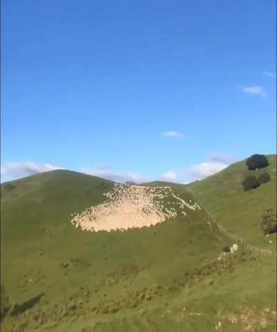 Timelapse of a Border Collie sheepdog doing his job