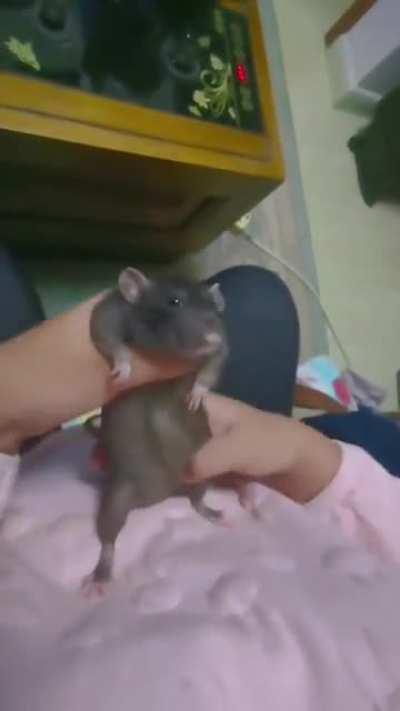 DUA LIPA: A OS CRIAS DO CHAT: