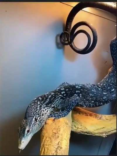 A Tale (Tail) of a Blue Tree Monitor