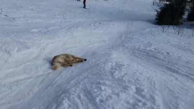 my sled people need me