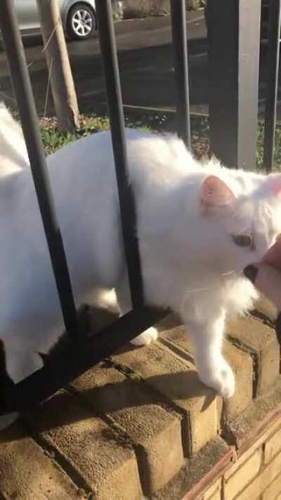 It was a pleasure to meet this beautifully stunning angel on my walk today, my heart is full 🥰😻