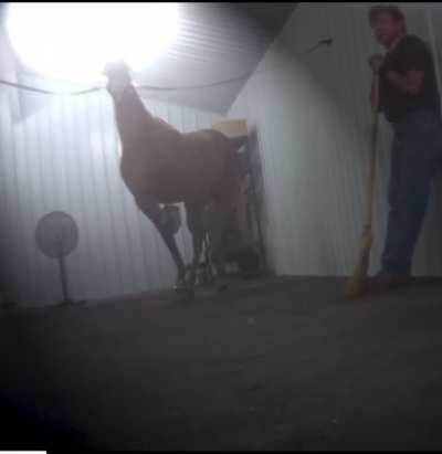 How can people so be cruel? I hope the poor horses get justice someday