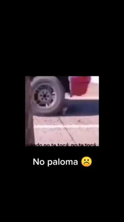 Nooo señor paloma 😫