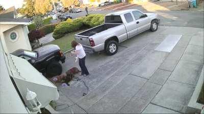 Two pitbulls attack a cat