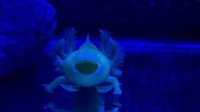 Big yawn from my tiny goblin.