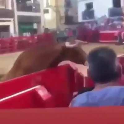 Teasing the bull