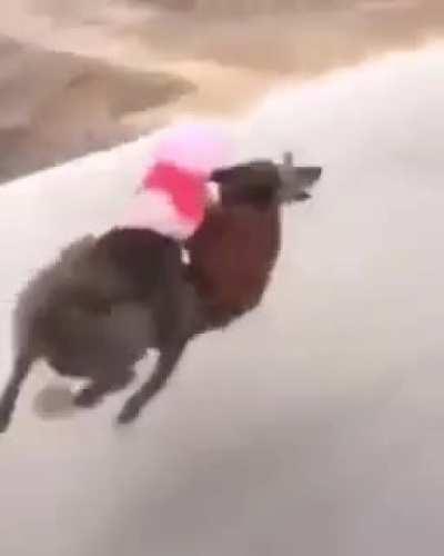 Peppa pig entregando su corazon banda 😔