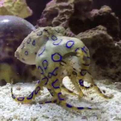 Blue Ringed Octopus