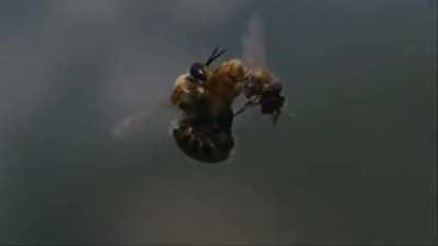 The ejaculation of a drone honey bee is so powerful that his endophallus ruptures and he quickly dies
