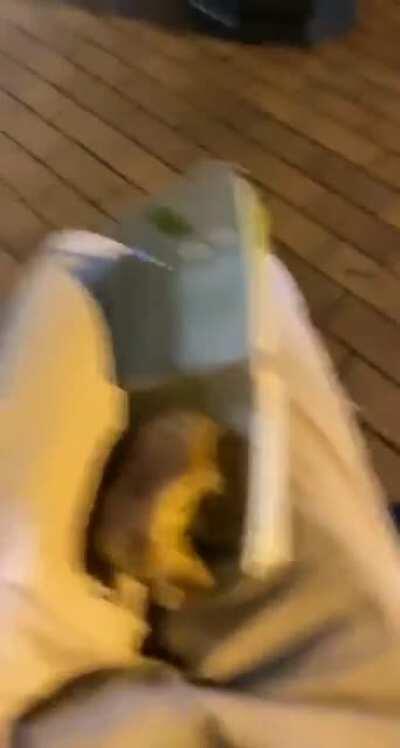 Grito perfeitamente cortado e totalmente inesperado