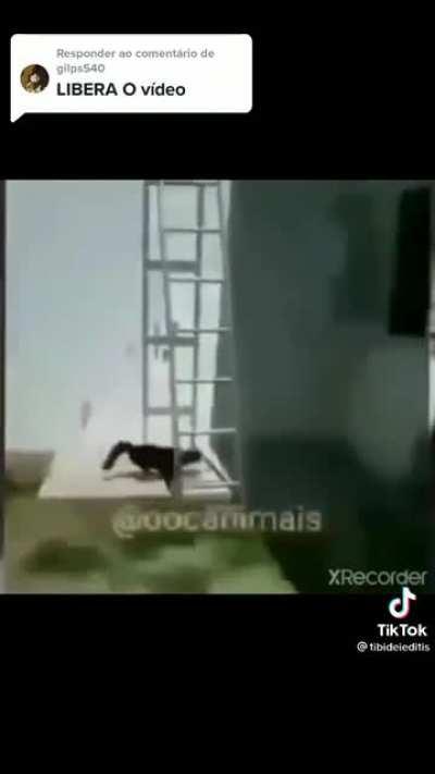N sei oq deram pra esse gato