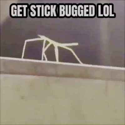 This is my favorite video on the internet