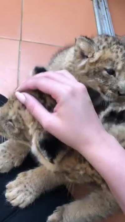 South African lion Cubs