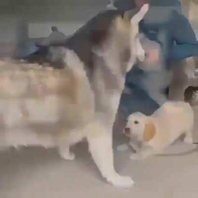 Welcome home pupper🤗