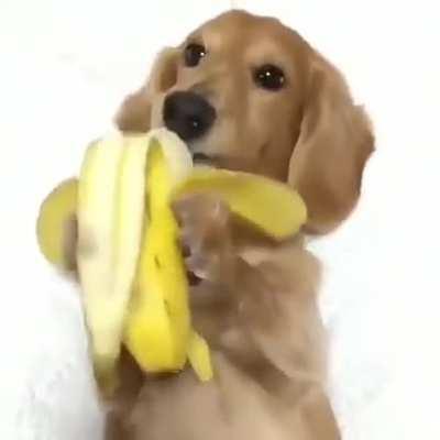 cachorro🐶 comendo😋 banana🍌