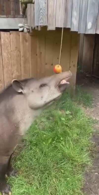 JUST HELP THE TAPIR ALREADY