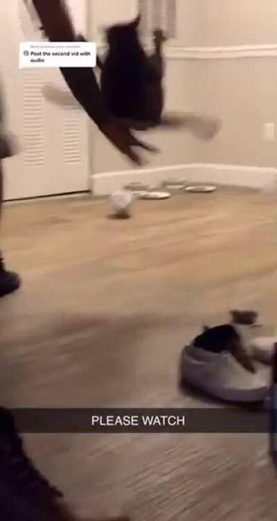 WCGW putting a cat on leash