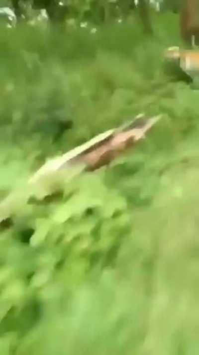 Biker dodge a chasing tiger.