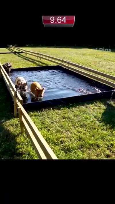 A huge surprise awaits the pigs in Race 3! 🐷🏆