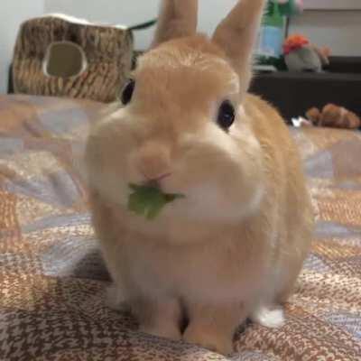 He is so hungry!!! 🥬🐰💚 [ credit: koro_0122 ]