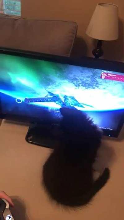 Fun Fact: The little circle for in all the menus is a great kitten toy!