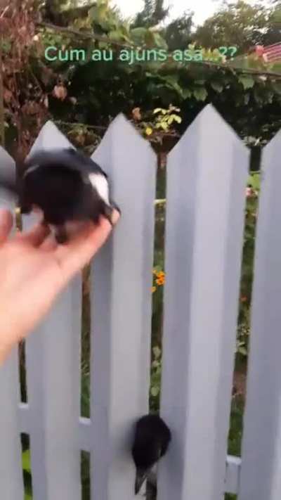 Birds got stuck in a fence