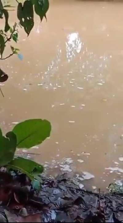 A neat tutorial on river safety protocol by Sabahan !