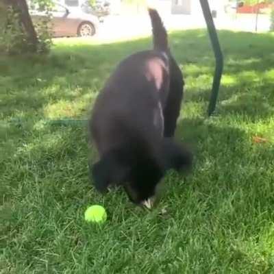 buTterFlies Do a HIt And rUN agAInSt HeLPlESs DOg