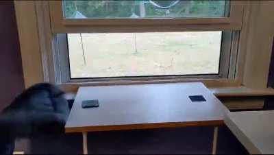 My cat's an adorable idiot