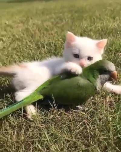 A felines feathered friend