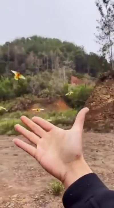 Calling birds family