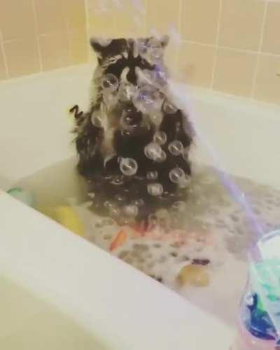 RaCOoN ExEcUTeD ViA a FuCKinG fIrINg SQuAd (originally posted in r/aww by u/rd01270 but this sub doesn't take xposts)