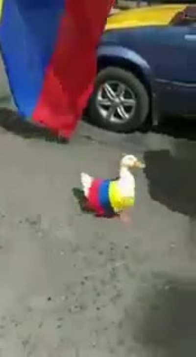 Llevar animales a las marchas?