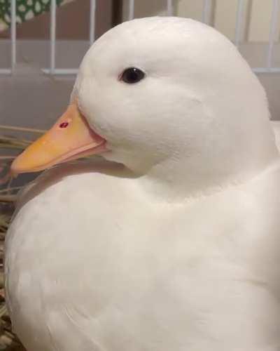 Domingo y ya no tienes pendientes por hacer