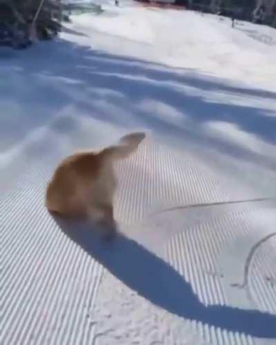 Gorgeous Doggo having fun on the slopes...