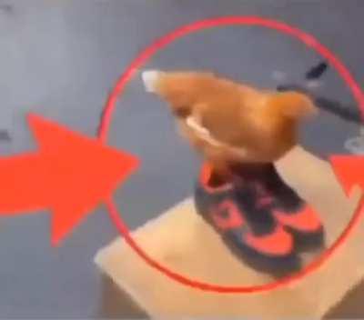 chicken😳😳😳‼️‼️‼️