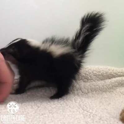 The cutest little stink kitten grabbies at Critter Care Wildlife Society Rescue and Sanctuary