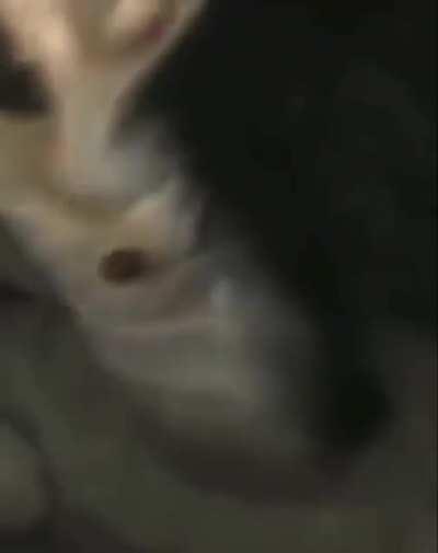 Alle grüßen die Katze