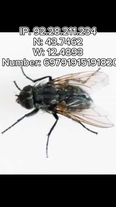 Dio's unlucky adventure 